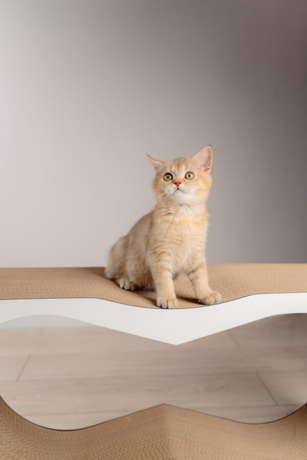 Dream XL - 77 × 37 × 25 cm