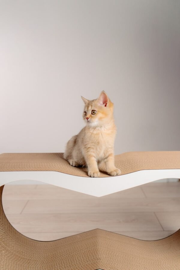 Dream XL - 77 × 37 × 25 cm