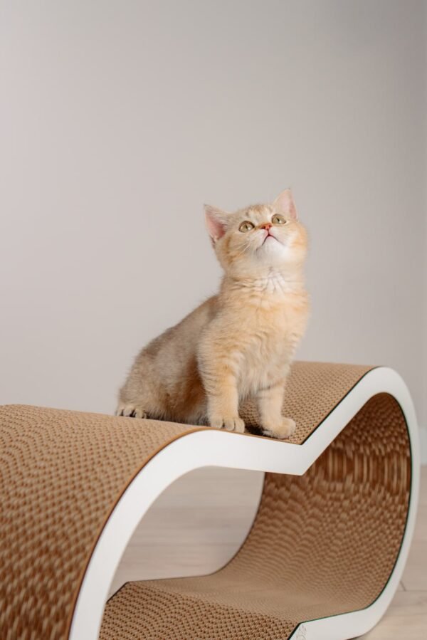 Dream L - 72 × 32 × 22 cm